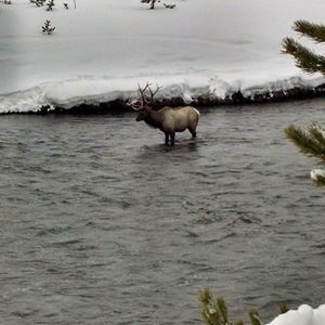 Meet your Posher, Willard